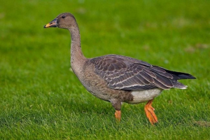 Goose gumennik. Описание на gumennik, снимка